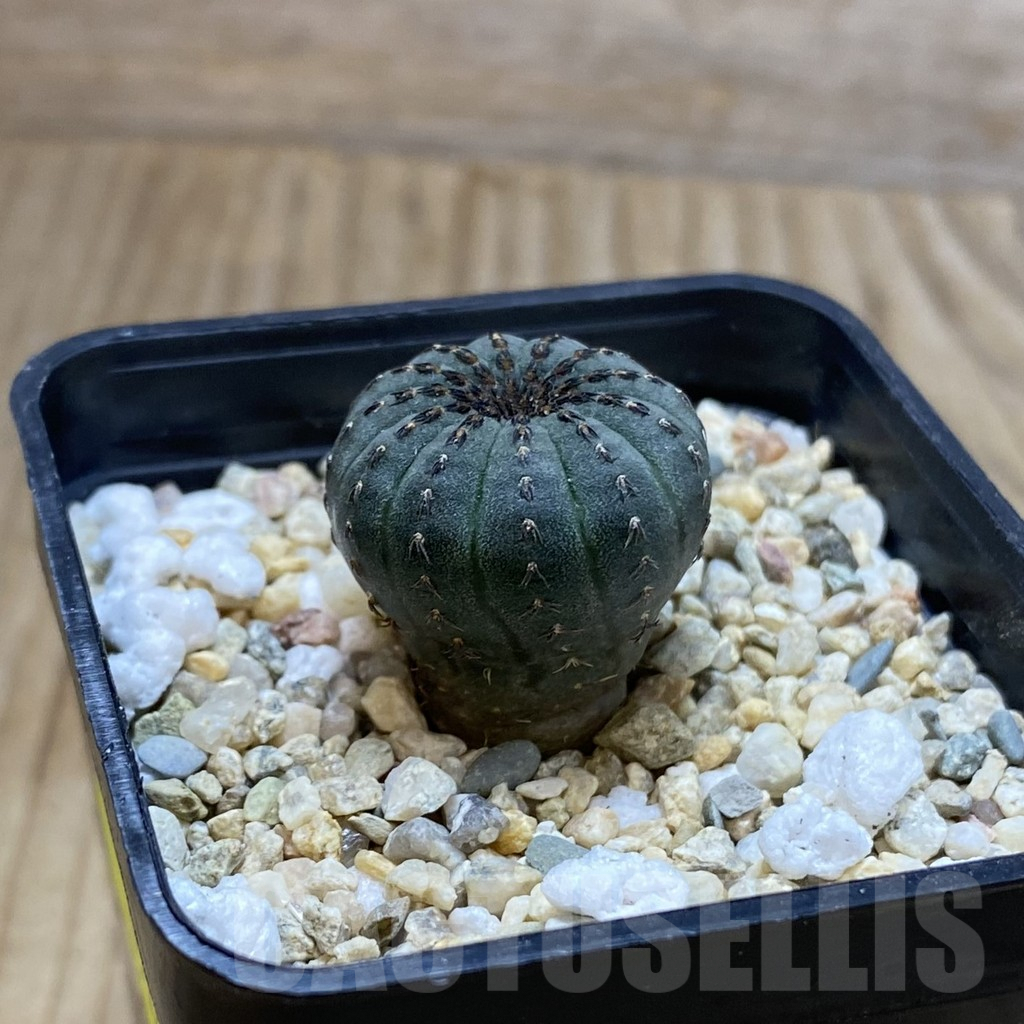 SH4576 Frailea asterioides - Image 2