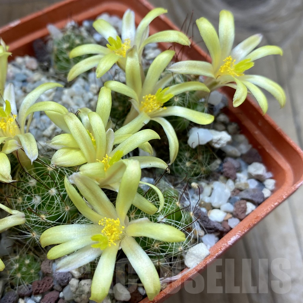 SH16124 Mammillaria surculosa