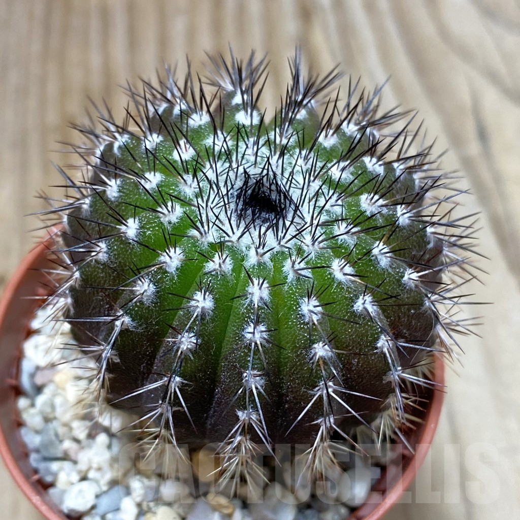 SH4613 Uebelmannia pectinifera own roots, seedling
