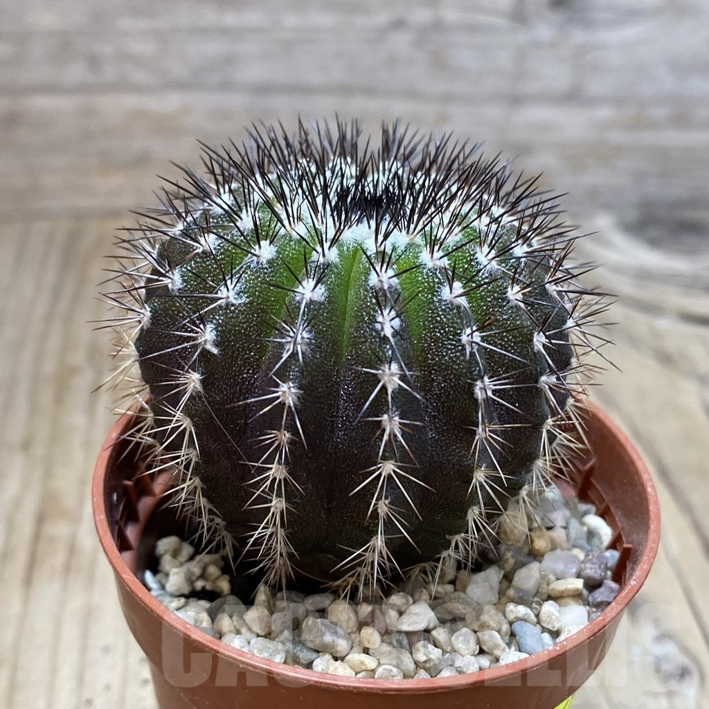 SH4613 Uebelmannia pectinifera own roots, seedling - Image 2