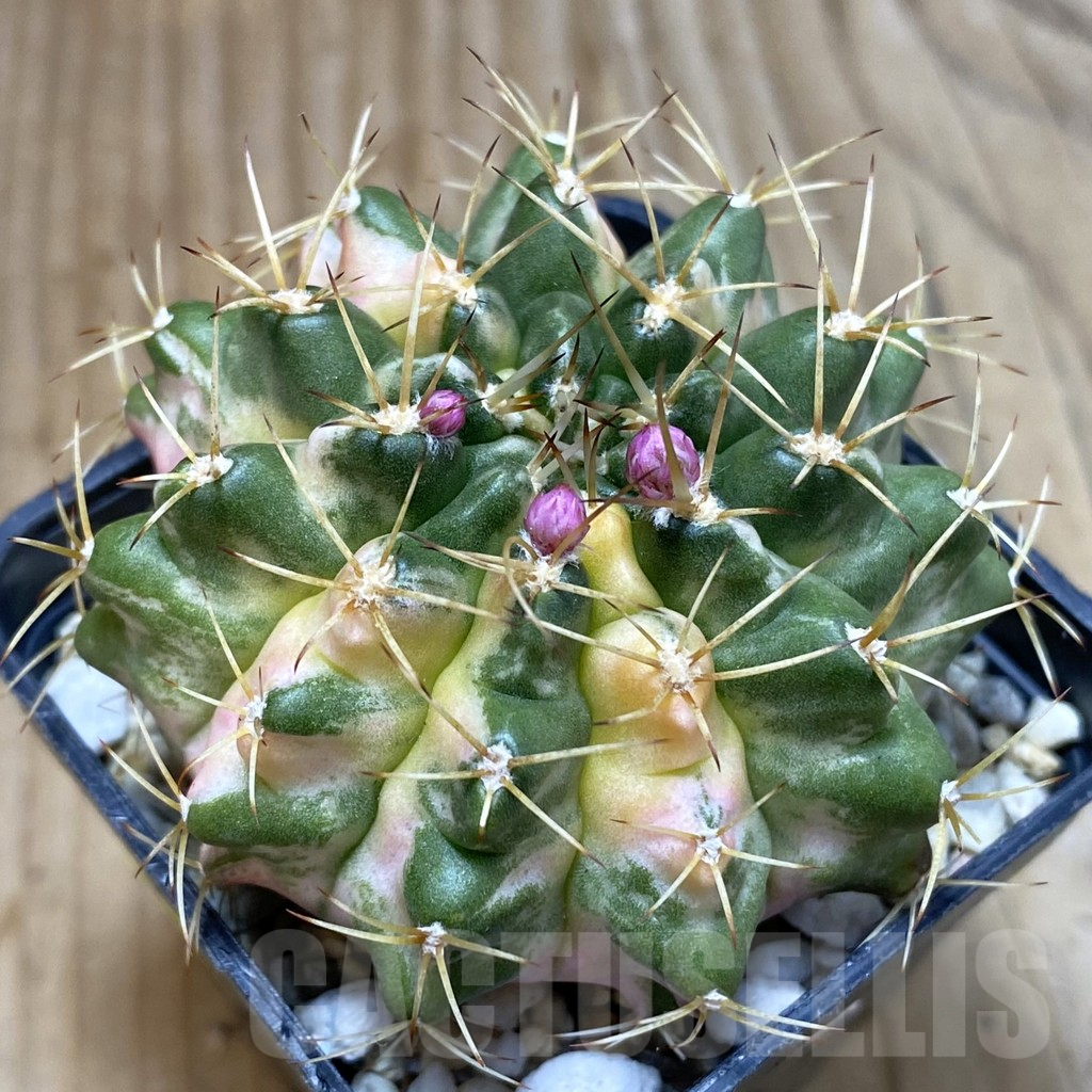 SH4662 Gymnocalycium mihanovichii 'Mable'