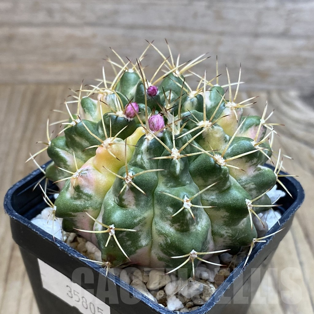 SH4662 Gymnocalycium mihanovichii 'Mable' - Image 2