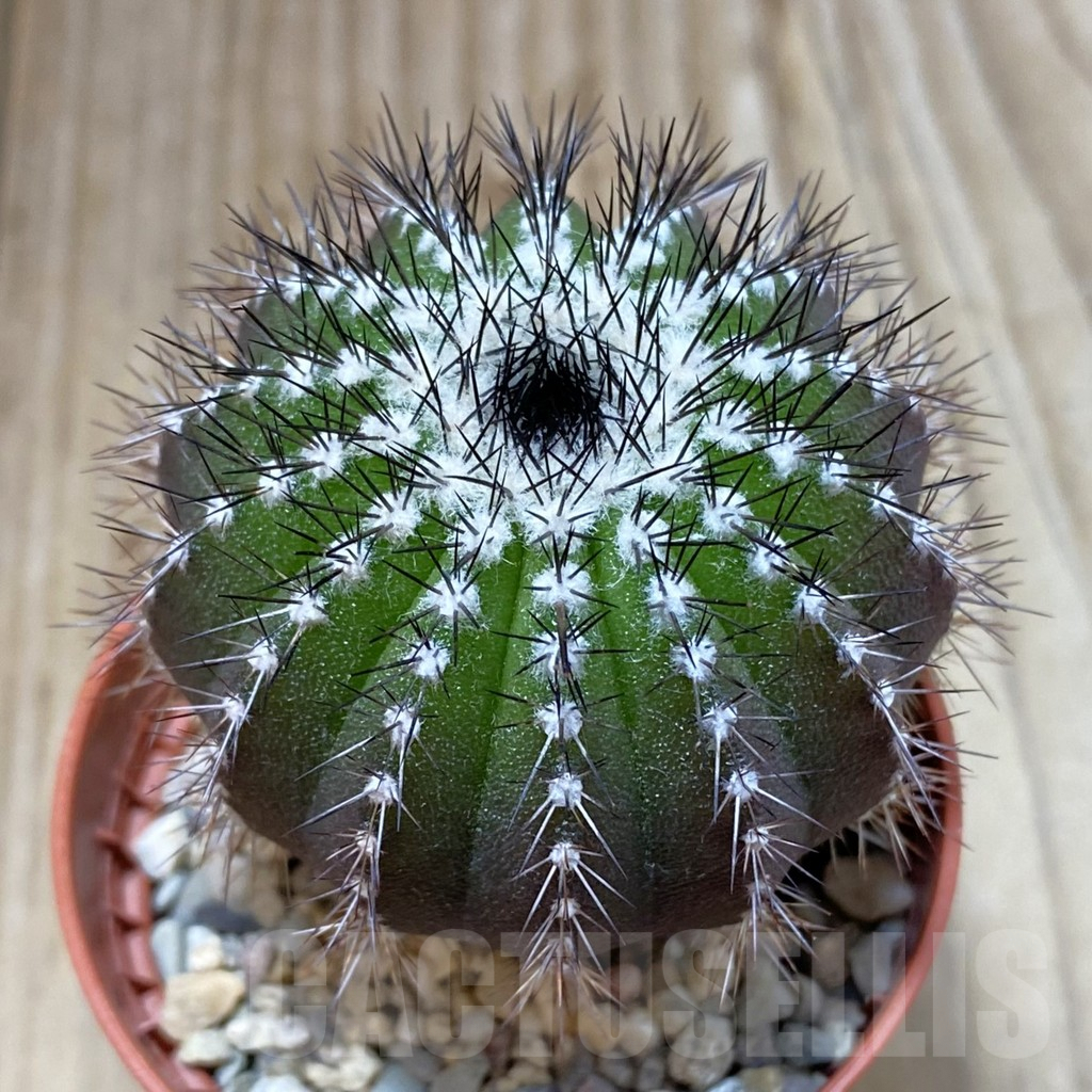 SH4612 Uebelmannia pectinifera own roots, seedling