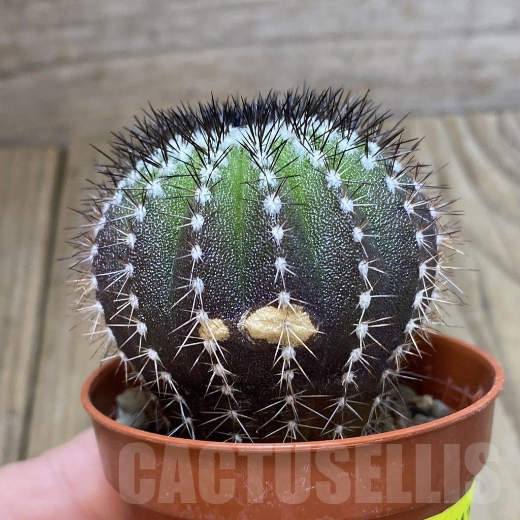 SH4612 Uebelmannia pectinifera own roots, seedling - Image 2