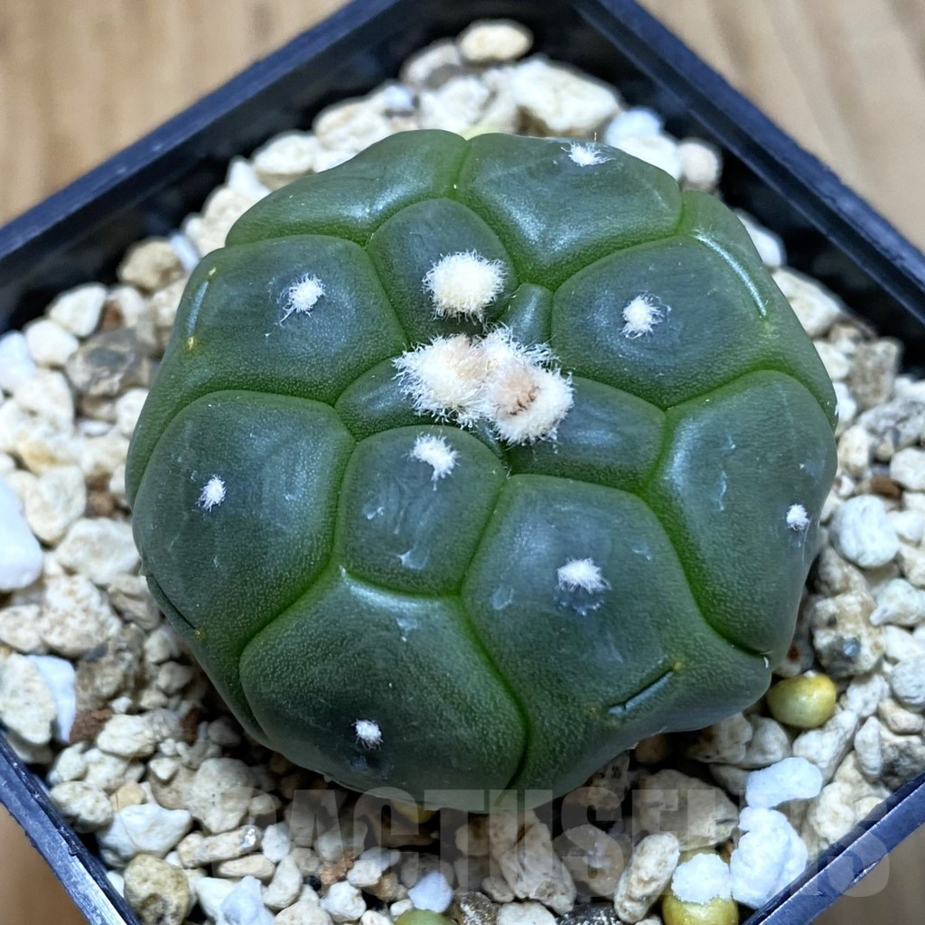 SH4779 Astrophytum asterias ‘Kikko’