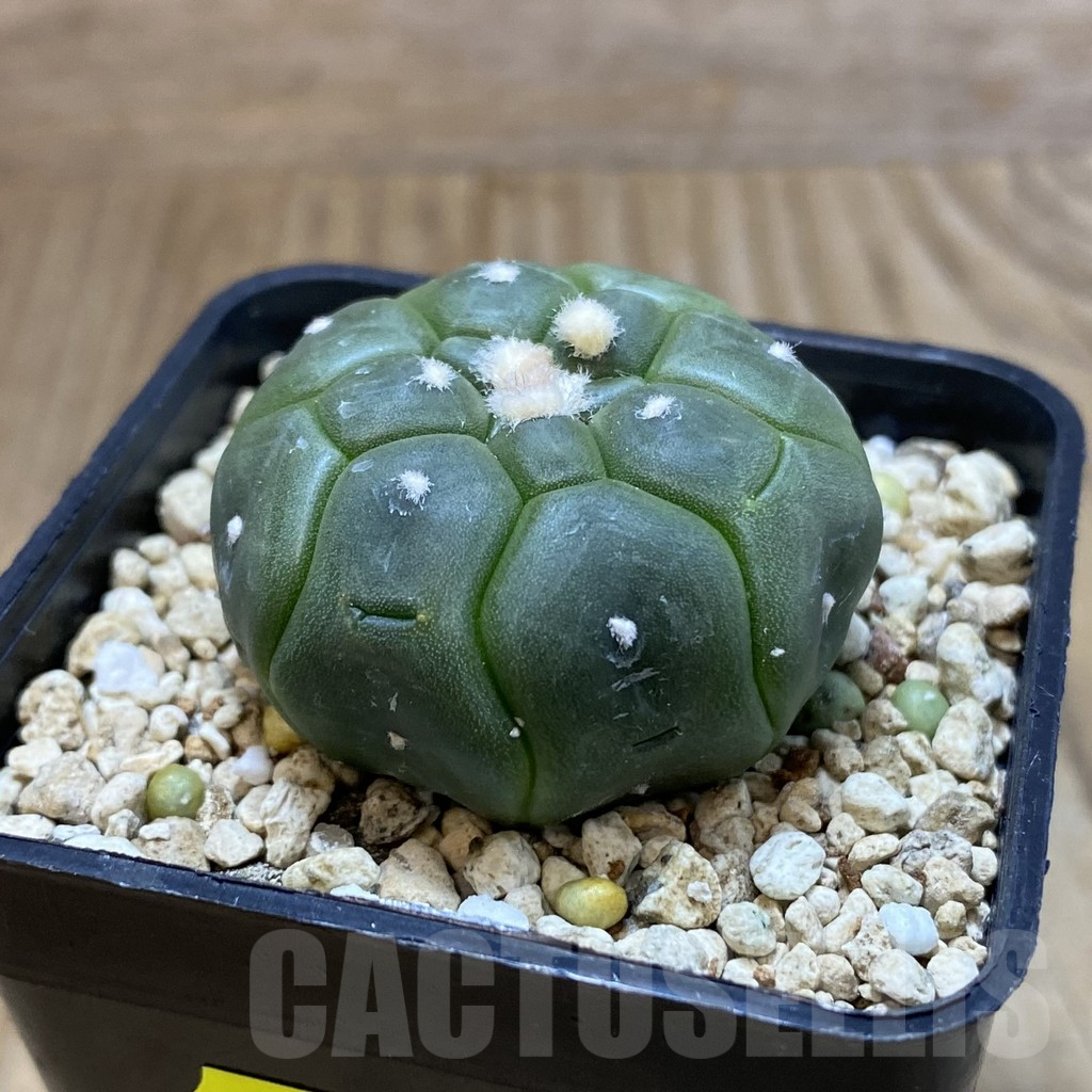 SH4779 Astrophytum asterias ‘Kikko’ - Image 2