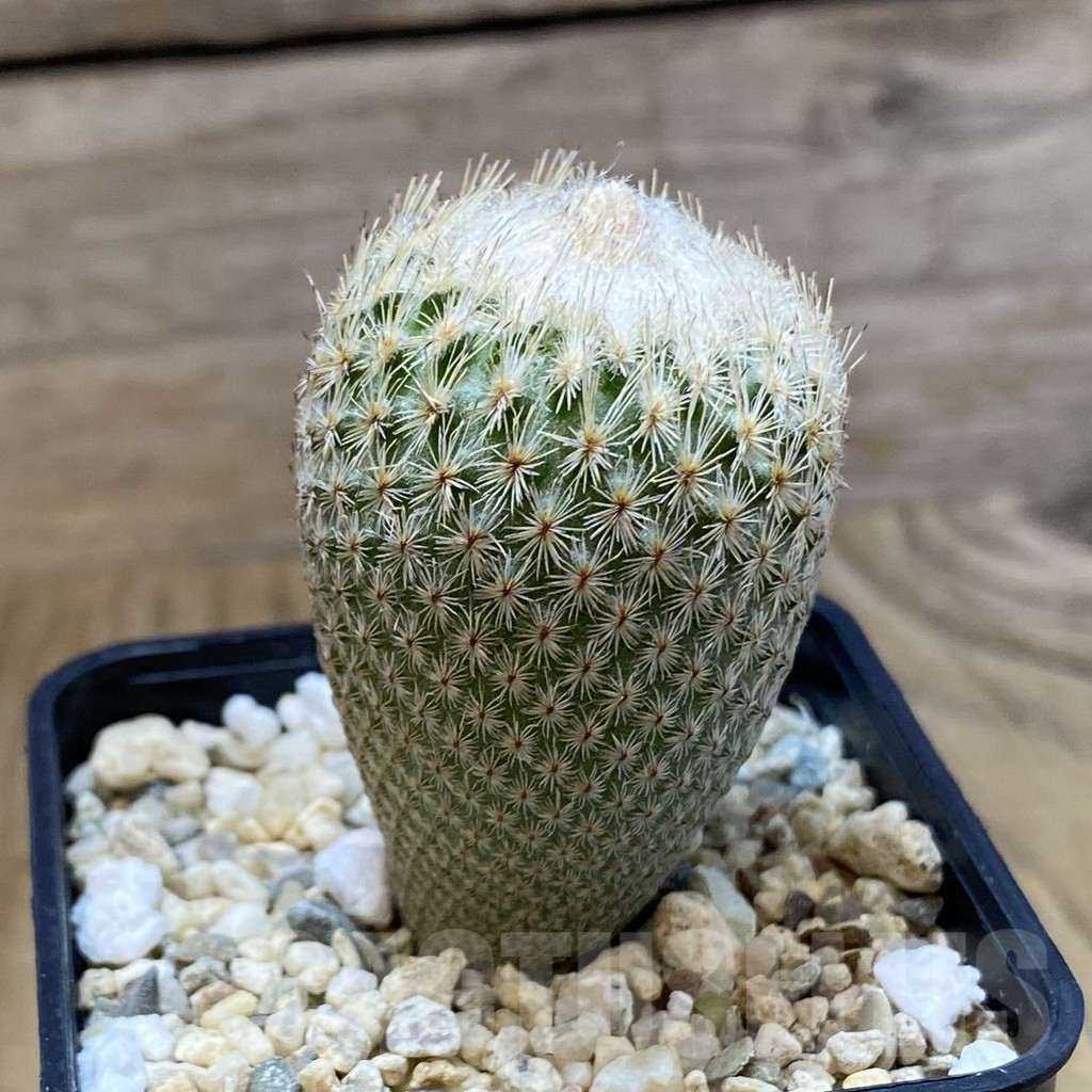 SH4781 Epithelantha bokei - Image 2