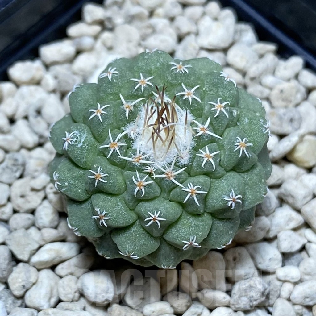 SH4796 Strombocactus disciformis