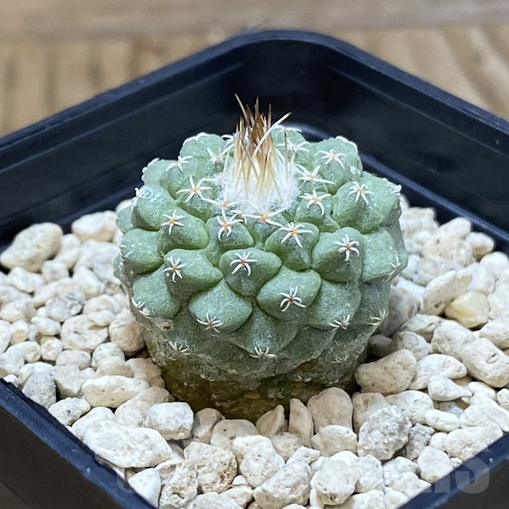 SH4796 Strombocactus disciformis - Image 2