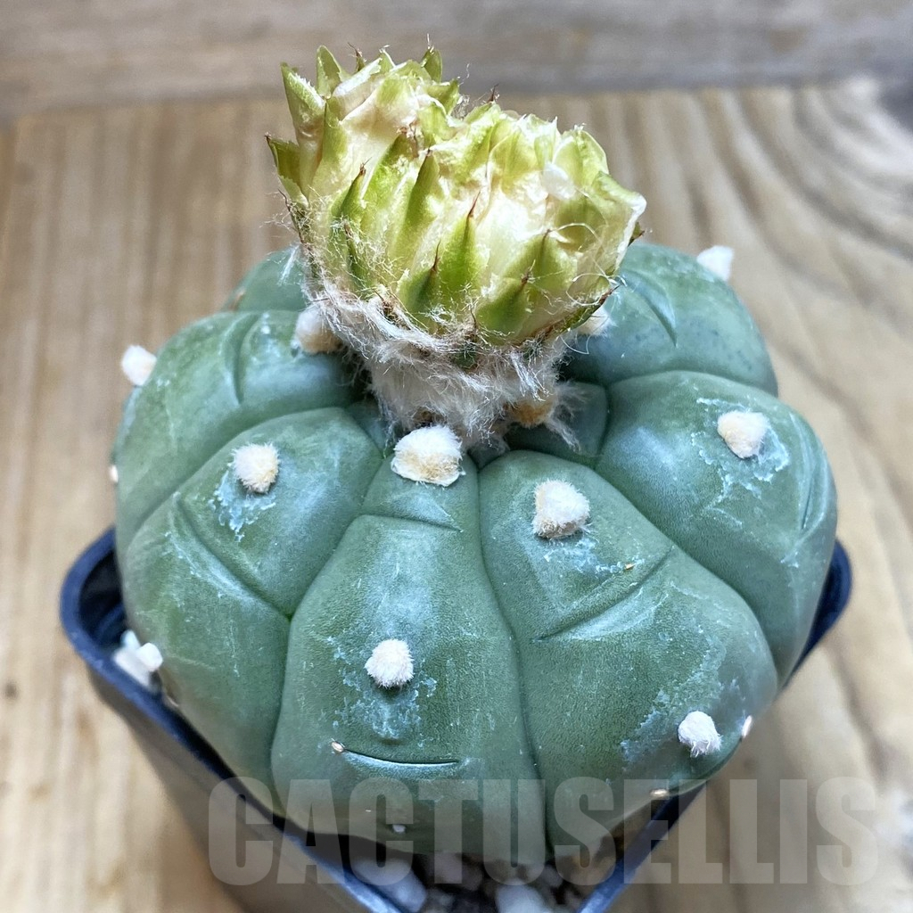 SH5019 Astrophytum asterias ‘Kikko’