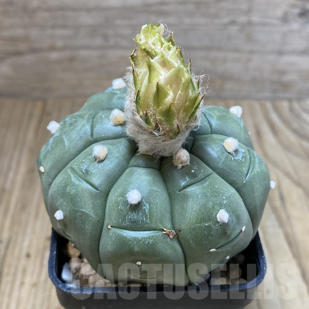 SH5019 Astrophytum asterias ‘Kikko’ - Image 2