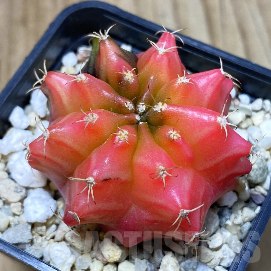 SH5021 Gymnocalycium mihanovichii ‘Transformer’ f. variegata hybrid, seedling