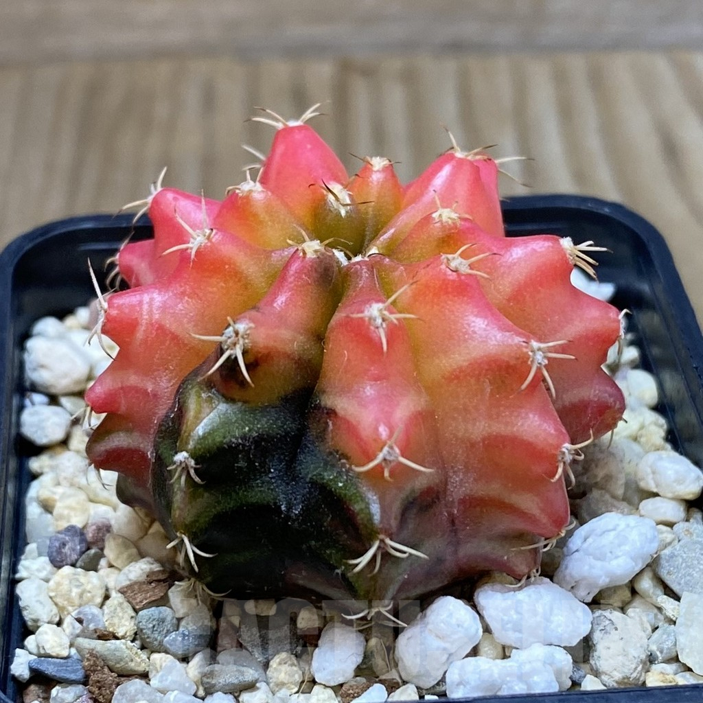SH5021 Gymnocalycium mihanovichii ‘Transformer’ f. variegata hybrid, seedling - Image 2