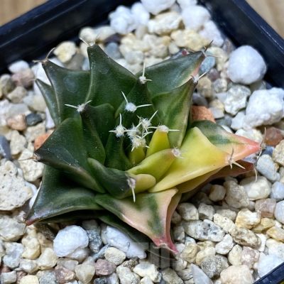 SH5030 Obregonia denegrii f. variegata