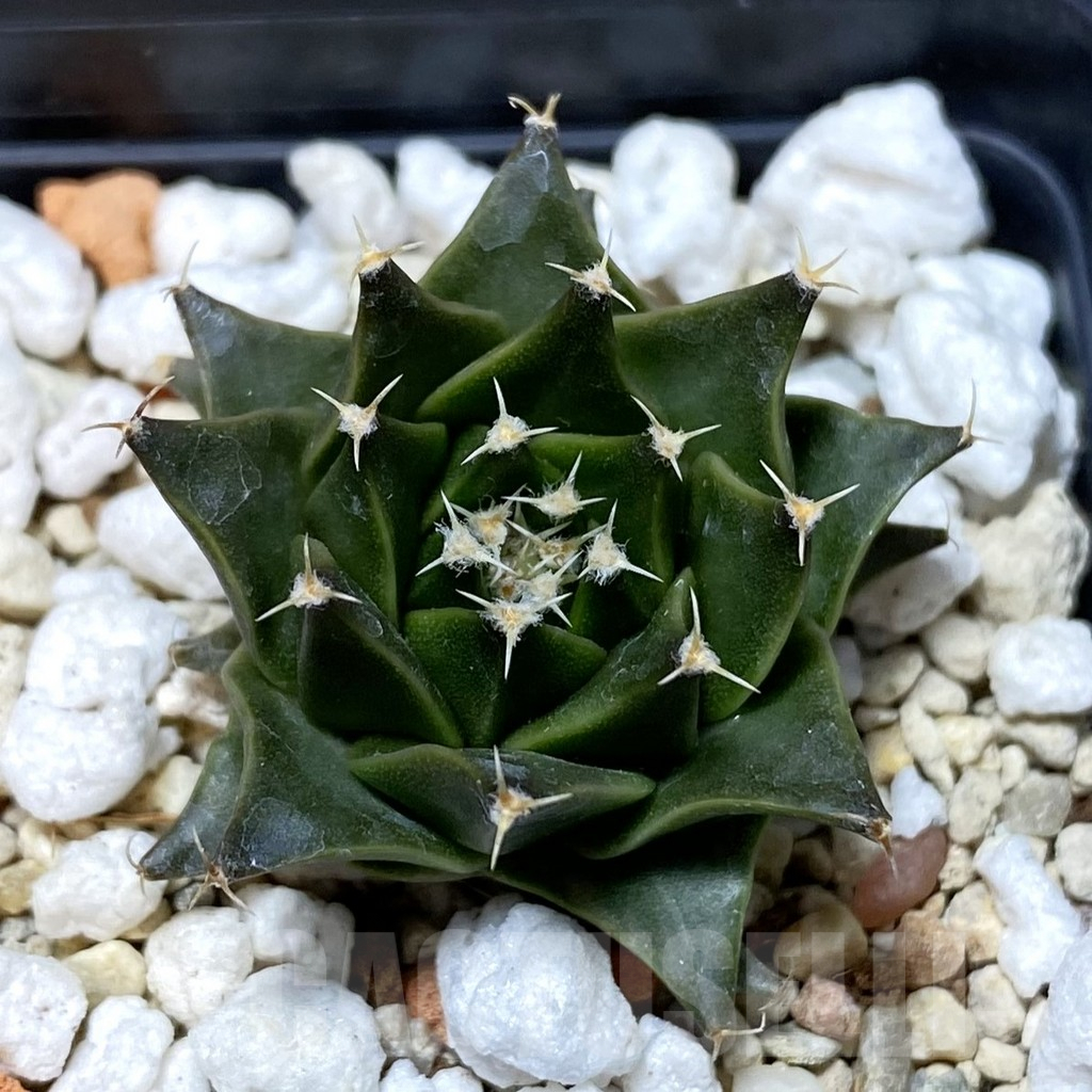 SH5039 Obregonia denegrii