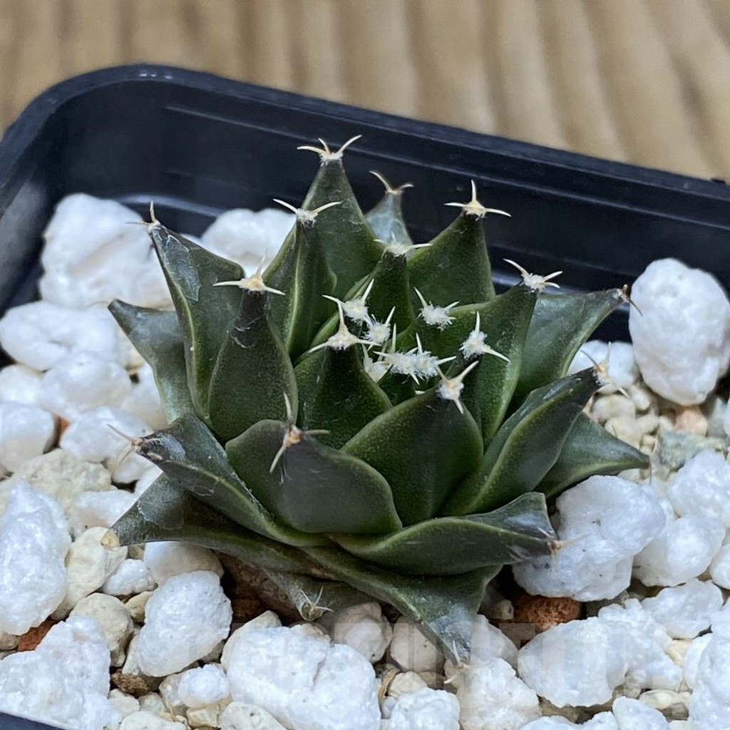 SH5039 Obregonia denegrii - Image 2