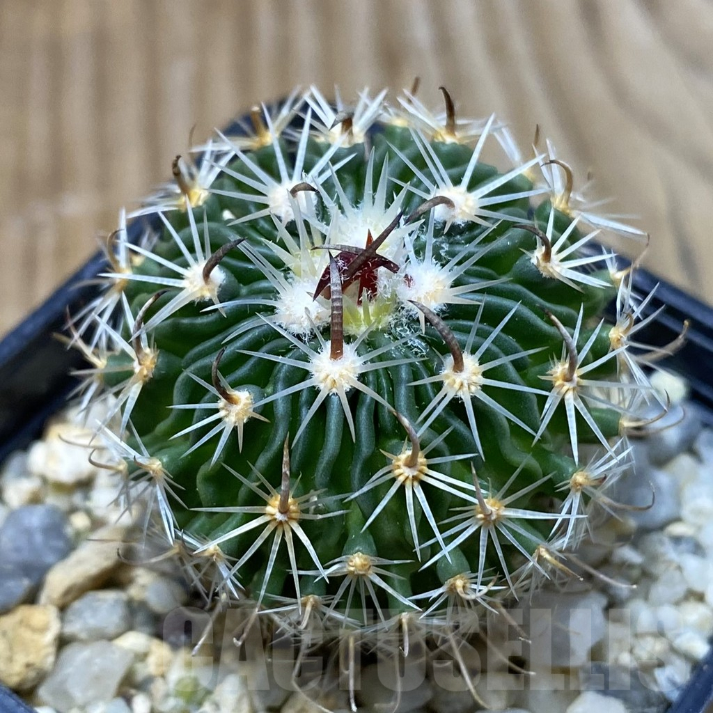SH5041 Stenocactus multicostatus P288