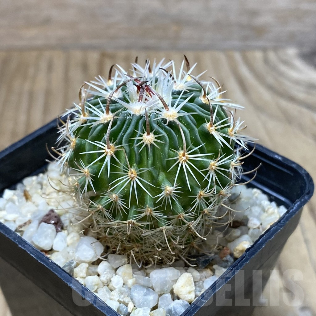 SH5041 Stenocactus multicostatus P288 - Image 2