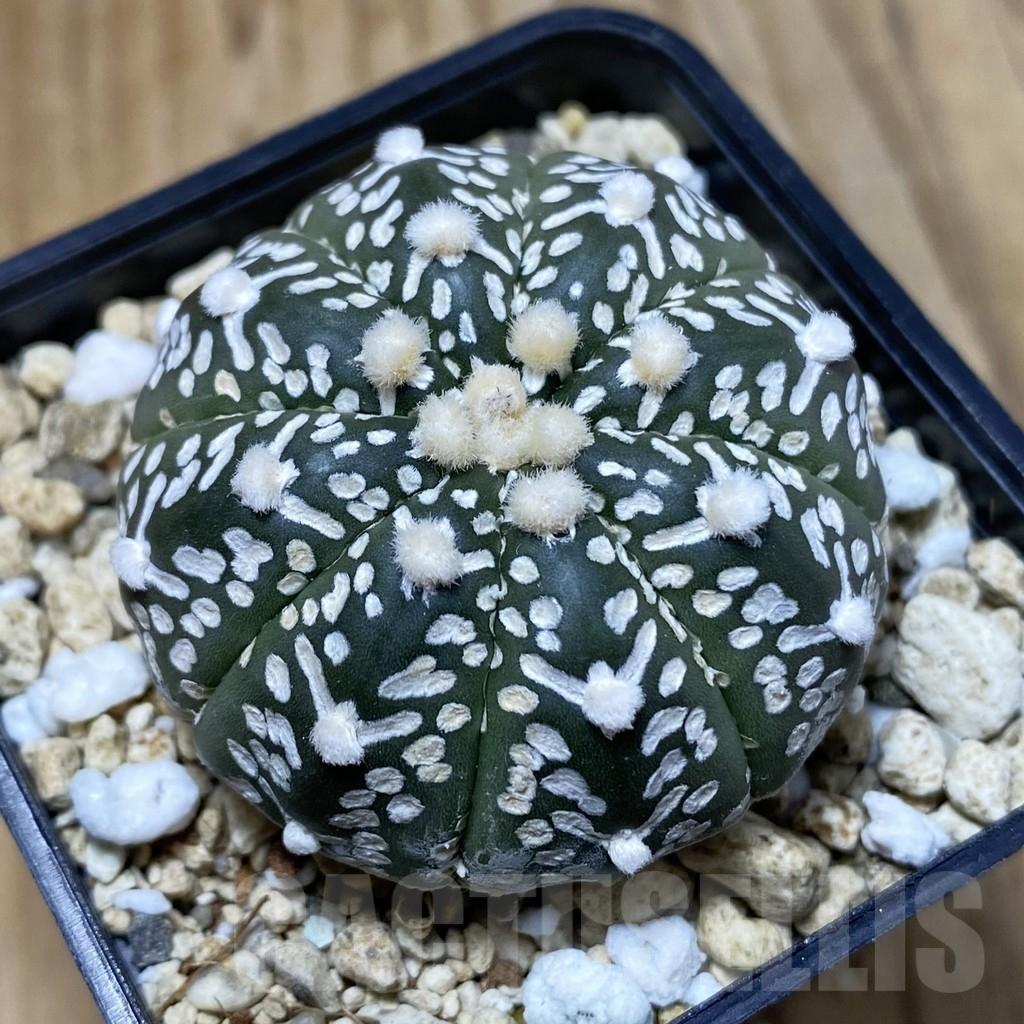 SH5047 Astrophytum asterias ‘Super Kabuto’ V-type f. nudum