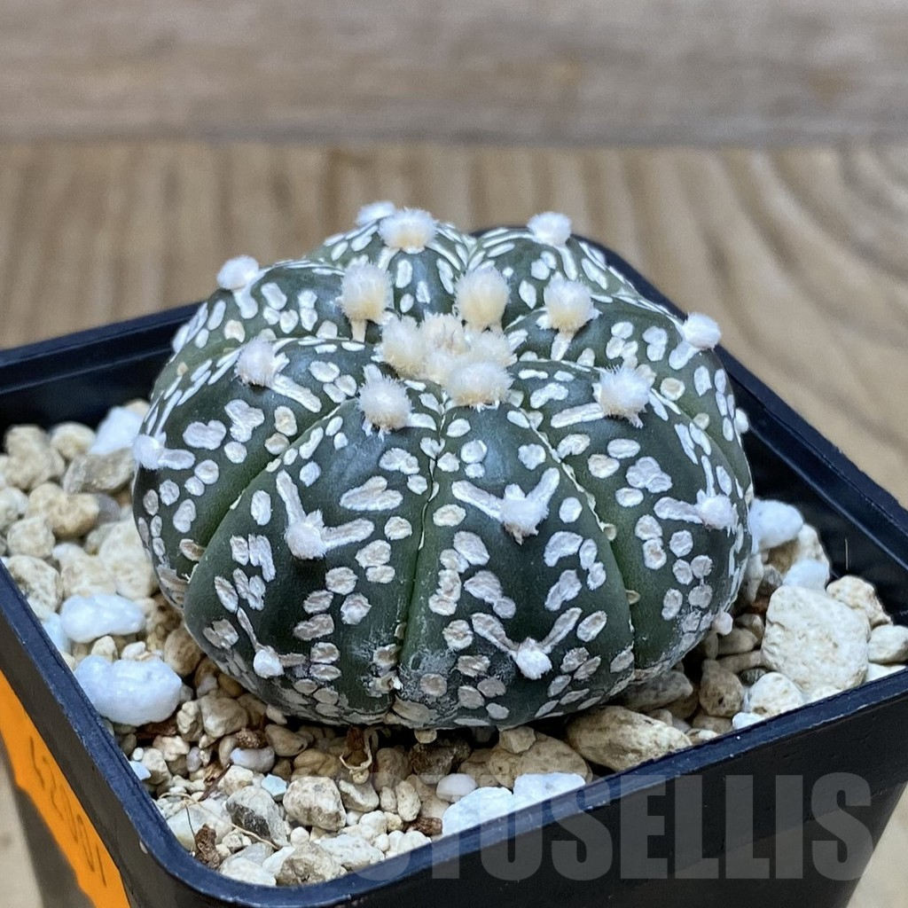 SH5047 Astrophytum asterias ‘Super Kabuto’ V-type f. nudum - Image 2