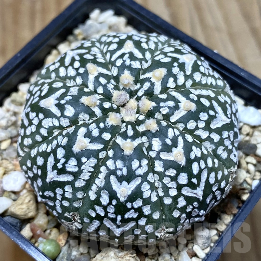 SH5048 Astrophytum asterias ‘Super Kabuto’ V-type