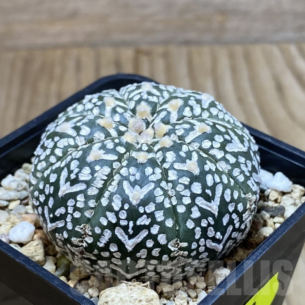 SH5048 Astrophytum asterias ‘Super Kabuto’ V-type - Image 2