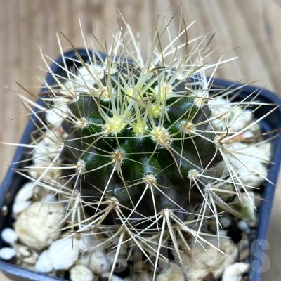 SH4986 Neoporteria eriosyzoides