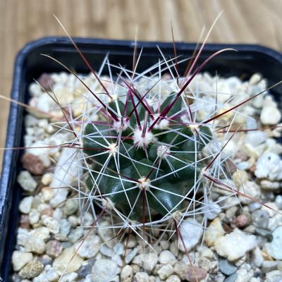 SH4992 Ferocactus haematacanthus -El Amparo-