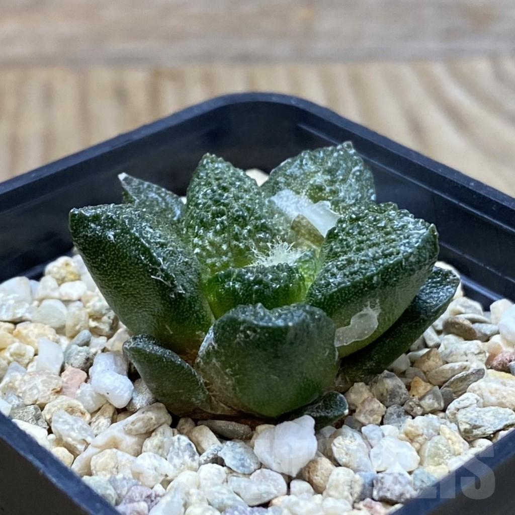SH4994 Ariocarpus fissuratus ‘Godzilla’ hybrid, seedling - Image 2