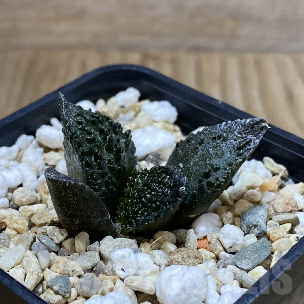 SH4996 Ariocarpus fissuratus ‘Godzilla’ hybrid, seedling - Image 2