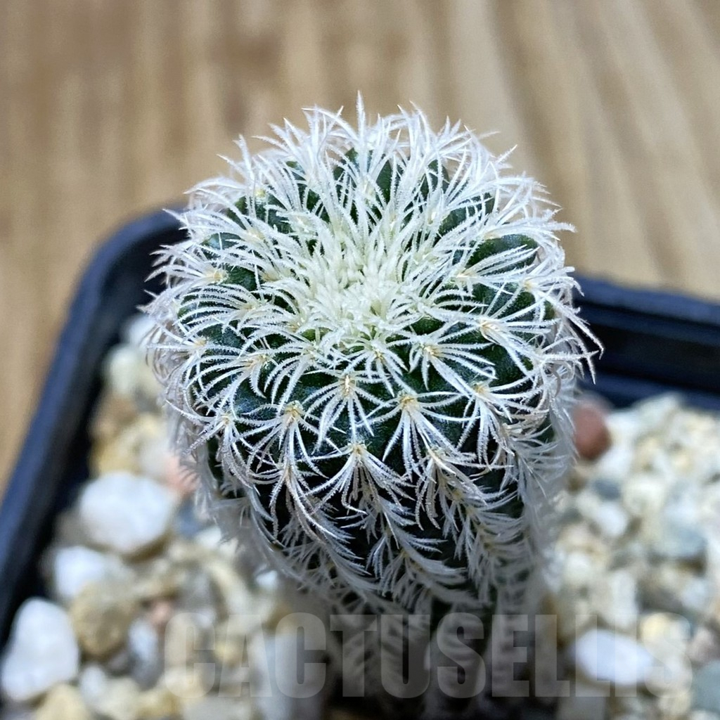 SH5001 Frailea densispina