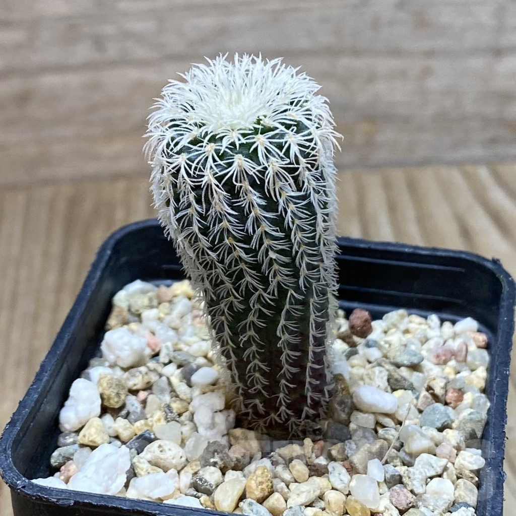SH5001 Frailea densispina - Image 2