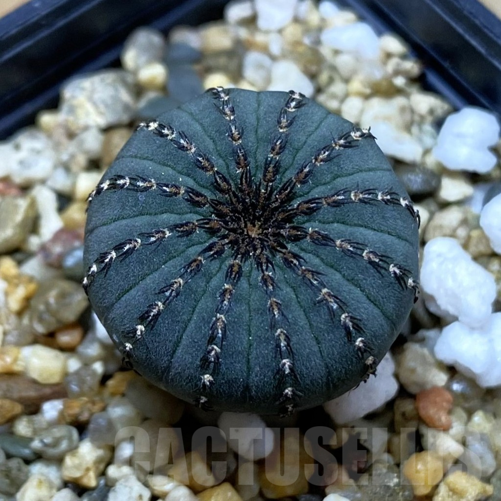 SH5002 Frailea asterioides