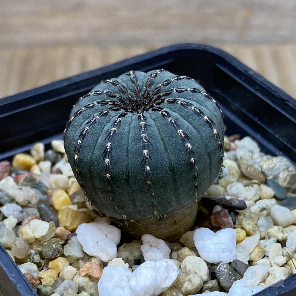 SH5002 Frailea asterioides - Image 2