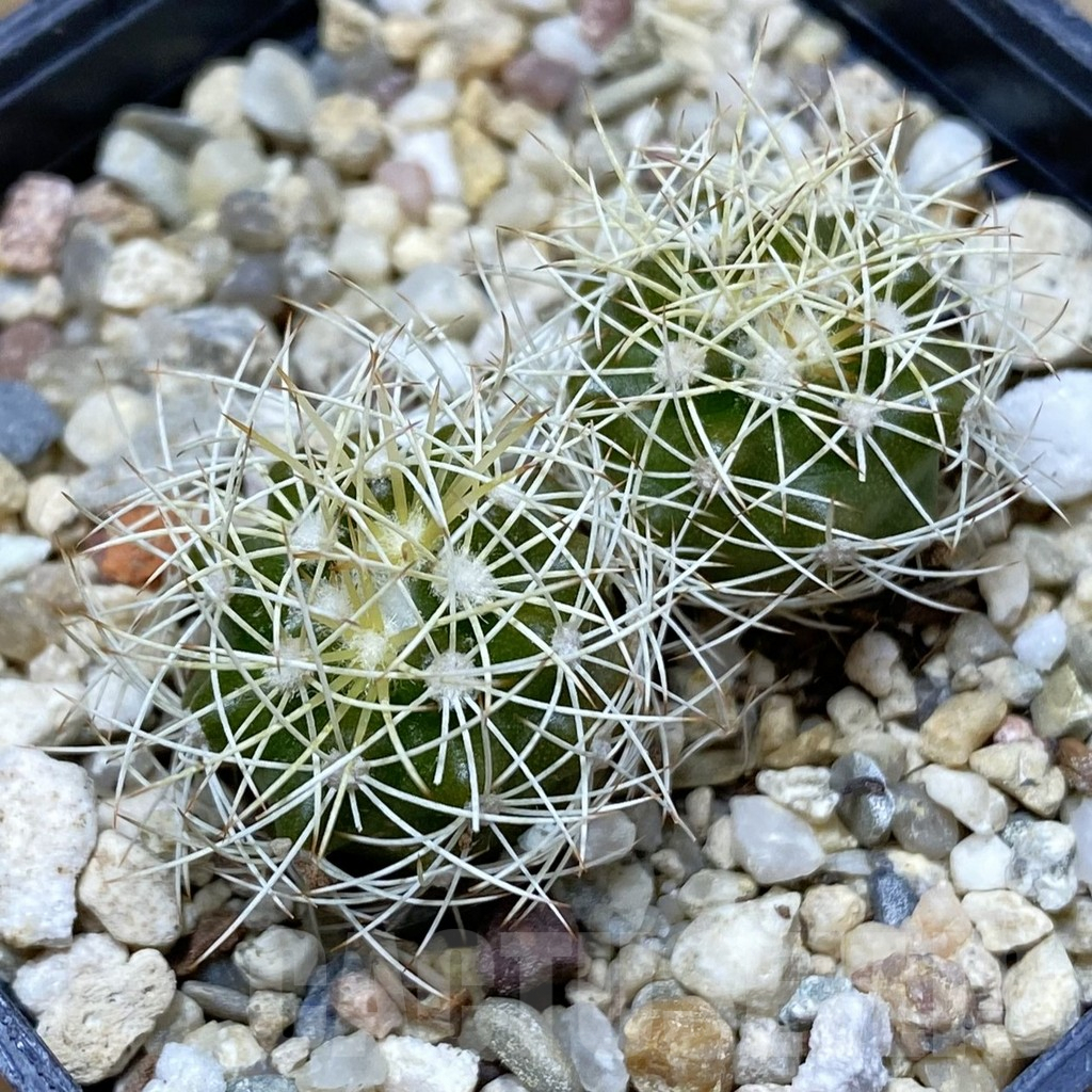 SH5006 Discocactus araneispinus, 2 plants