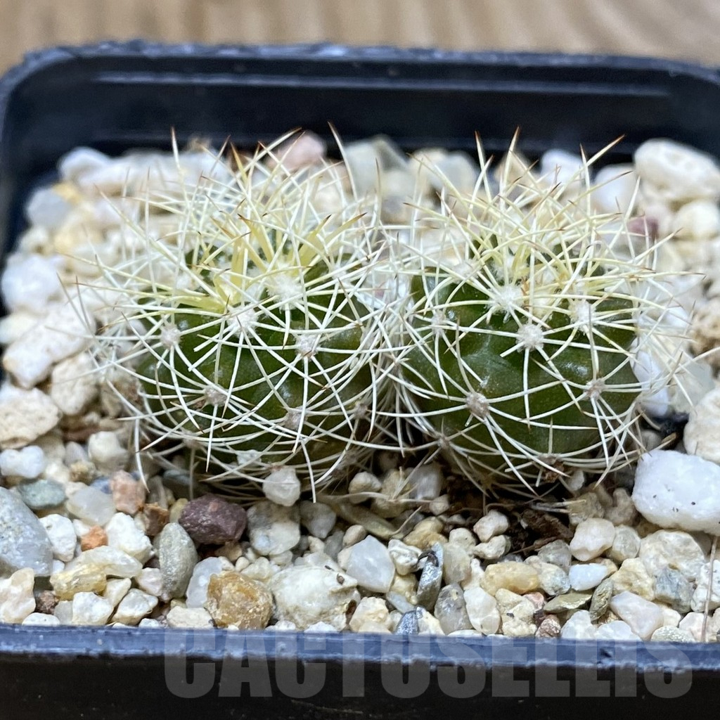 SH5006 Discocactus araneispinus, 2 plants - Image 2