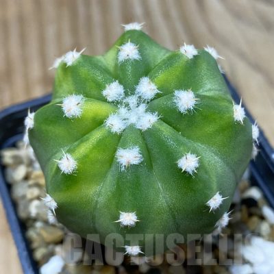 SH5007 Echinopsis subdenudata f. variegata