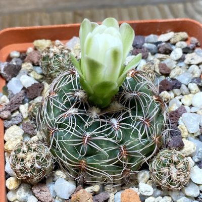 SH5008 Gymnocalycium bruchii VG 469