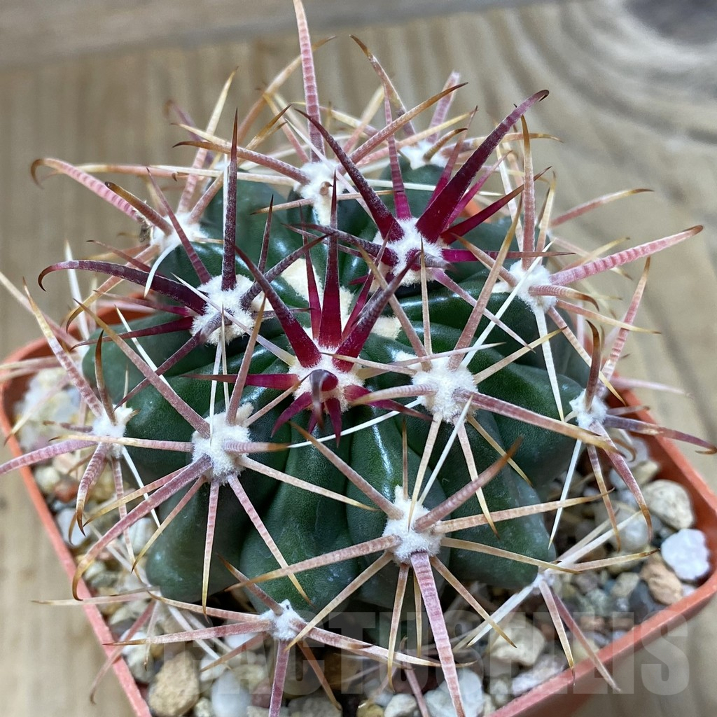 SH5009 Ferocactus fordii