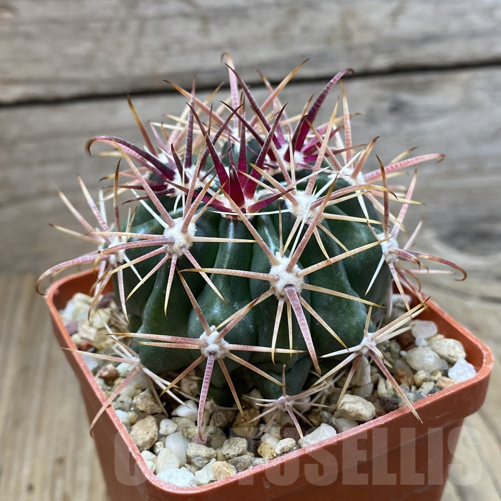 SH5009 Ferocactus fordii - Image 2