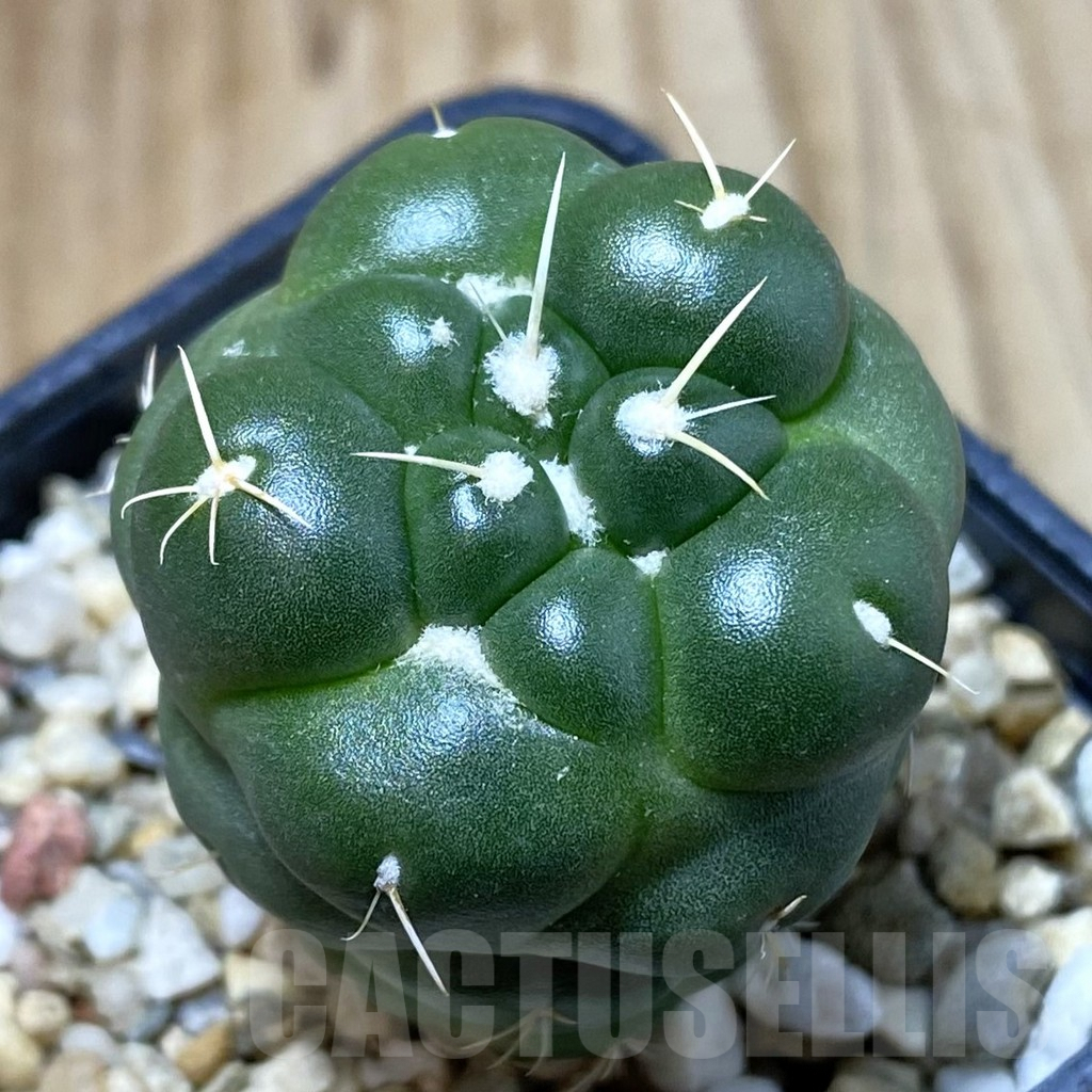 SH4988 Coryphantha elephantidens ‘inermis’