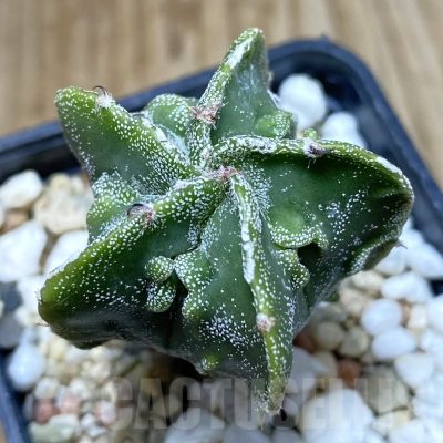 SH5014 Astrophytum myriostigma ‘Fukuryu’