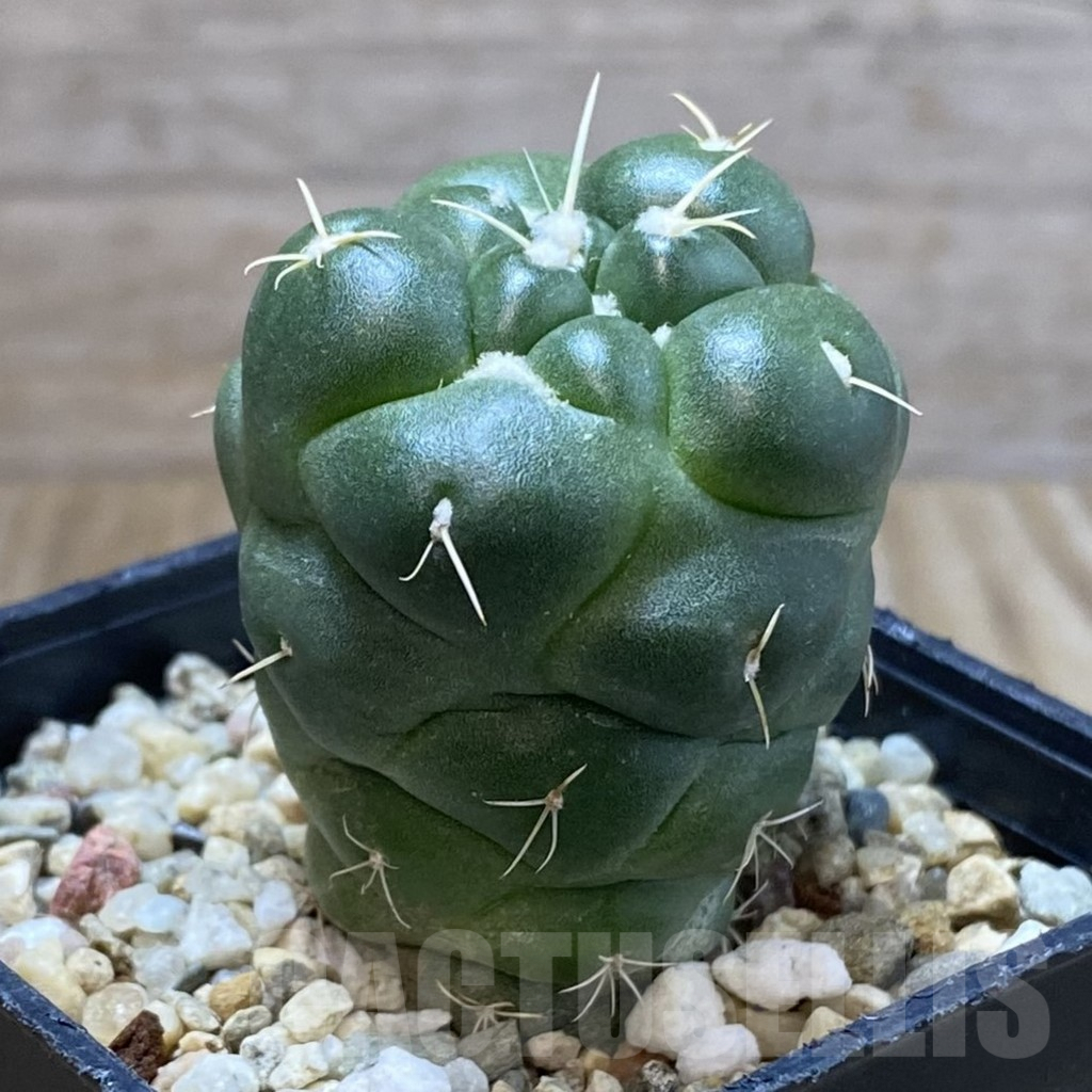 SH4988 Coryphantha elephantidens ‘inermis’ - Image 2