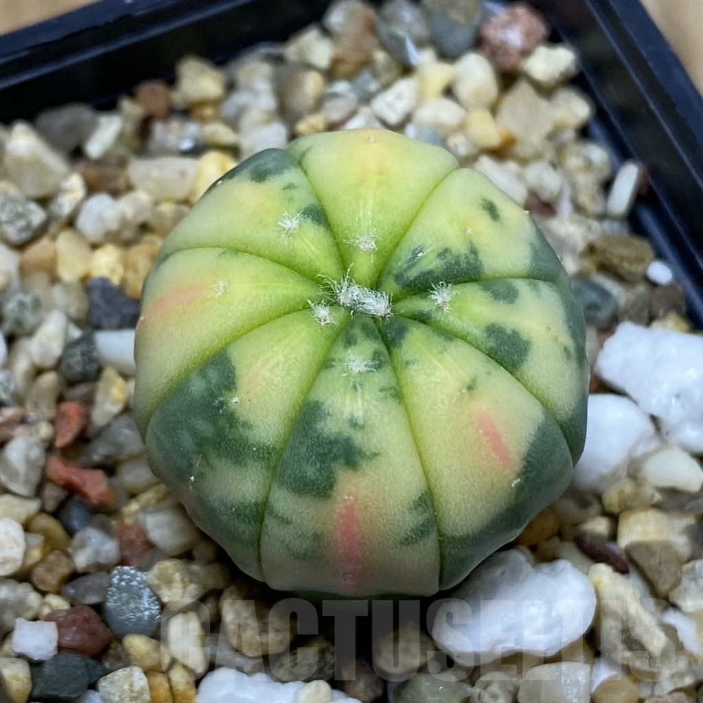 SH5016 Astrophytum asterias f. variegata