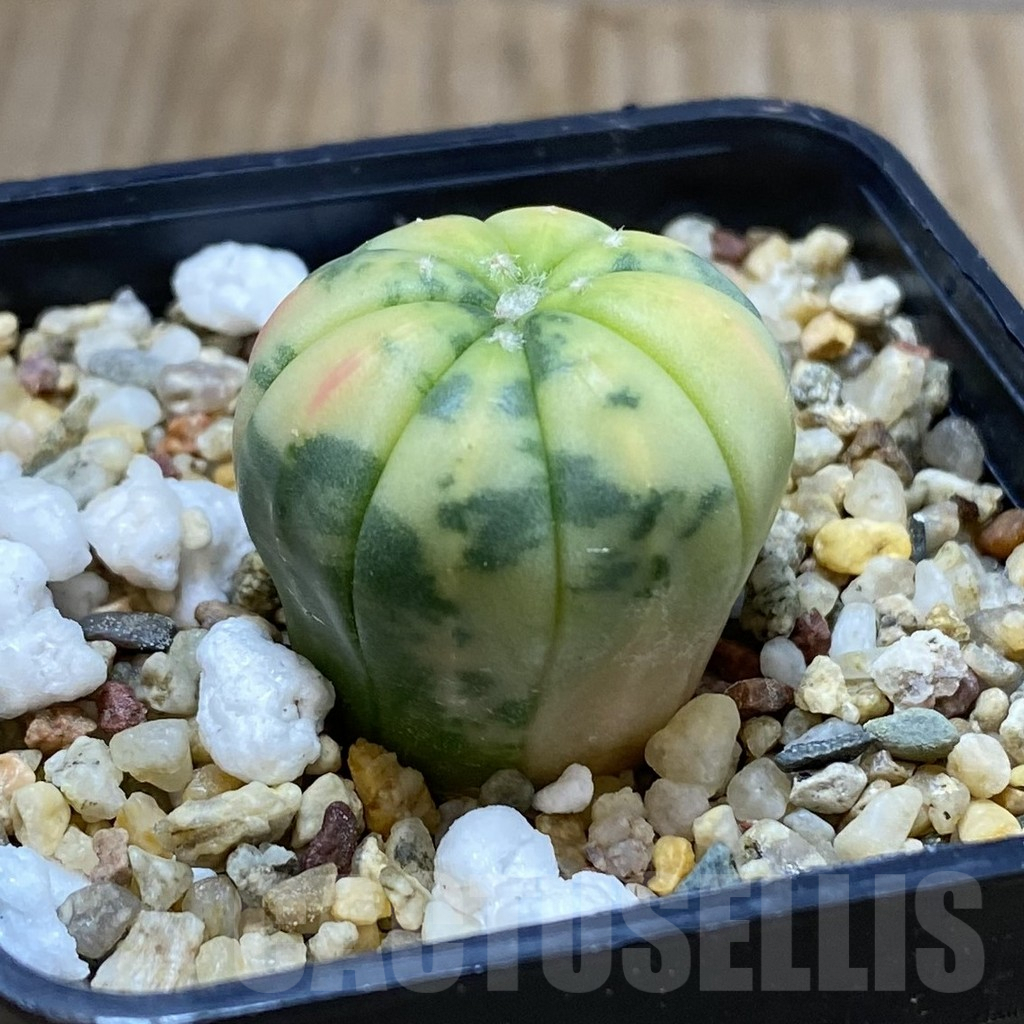 SH5016 Astrophytum asterias f. variegata - Image 2