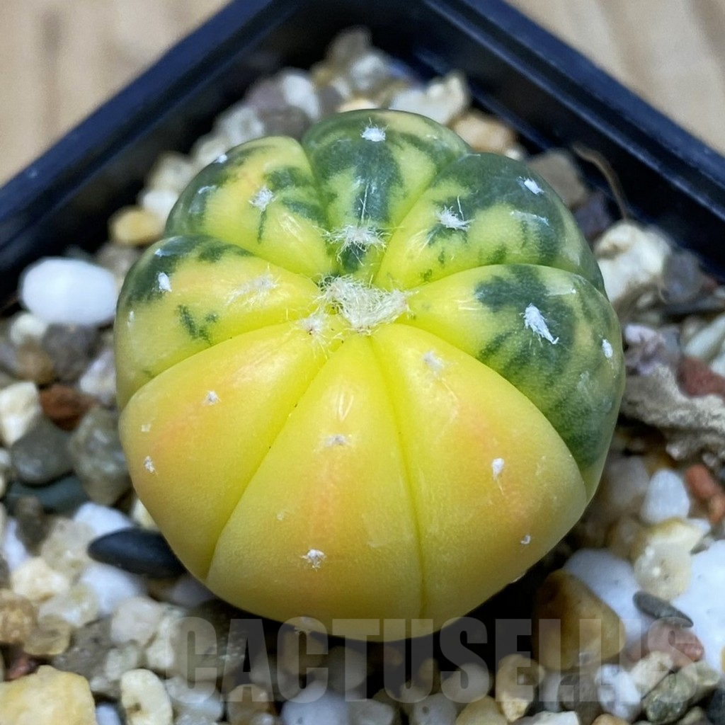 SH5017 Astrophytum asterias f. variegata