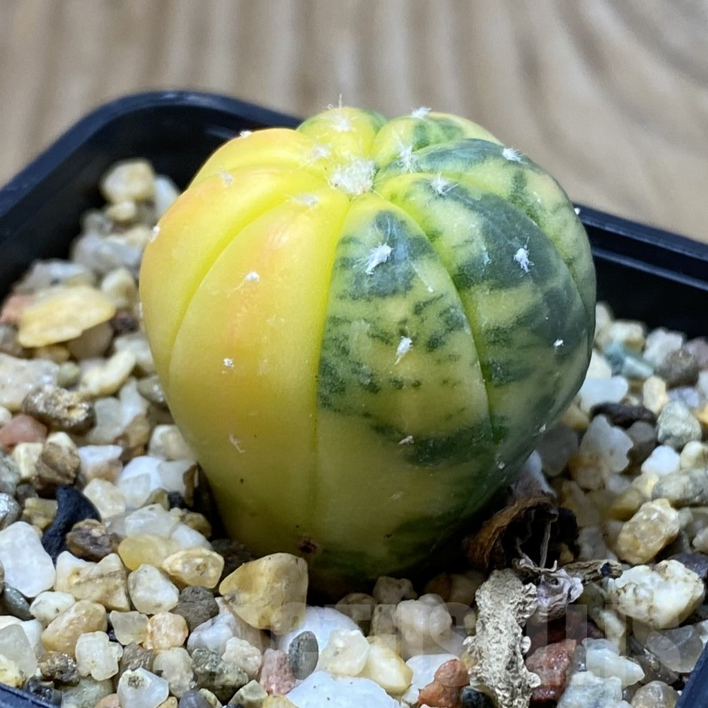 SH5017 Astrophytum asterias f. variegata - Image 2