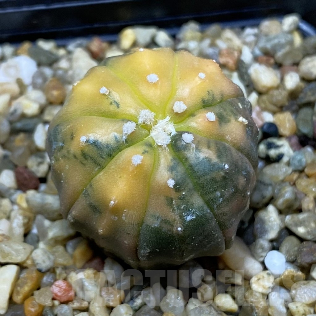 SH5018 Astrophytum asterias f. variegata