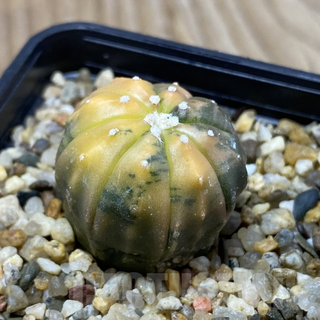 SH5018 Astrophytum asterias f. variegata - Image 2