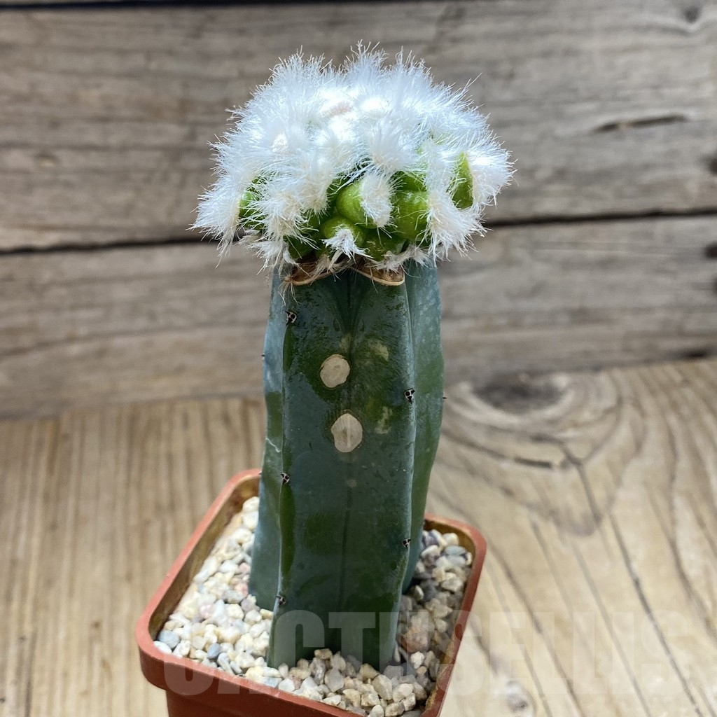 SH5179 Mammillaria guelzowiana ‘Tabatoge’, grafted - Image 2
